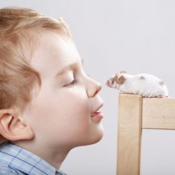 O hamster está entre os animais de  estimação mais indicados para crianças