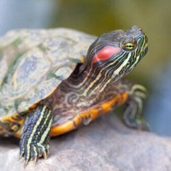 Conheça as principais espécies de tartarugas domésticas