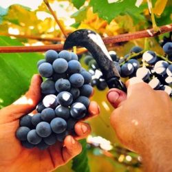 Cedenir Postal comemora o aumento de 11,96% no preço mínimo da uva safra 2018/2019