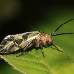 Cientistas descobrem insetos fêmeas no Brasil que possuem pênis