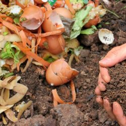 11 opções de adubagem orgânica para horta e pomar