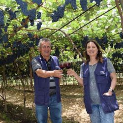 Programa de melhoramento genético da Embrapa, aumenta de 30 para 70 dias a colheita de uvas na Serra Gaúcha