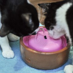 Para brincar e beber: como fazer uma fonte de água para gatos
