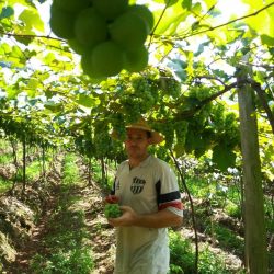 Linha Ferri inicia colheita de uvas