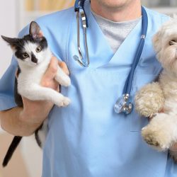 Cadastro para castração gratuita de cães e gatos vai até o fim do mês