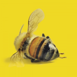 Por que a extinção das abelhas pode acabar com a humanidade?