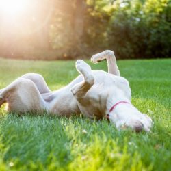 Protetor solar para cães: sim eles também precisam