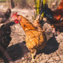 Principais cuidados para criar galinhas saudáveis
