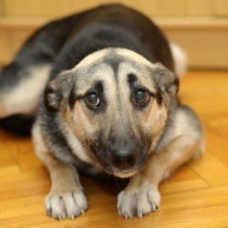 Cachorro medroso: como ajudar o pet a superar e quais as causas