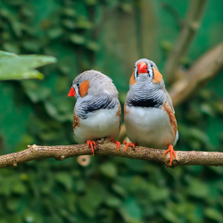 Aves domésticas: saiba quais são as espécies permitidas