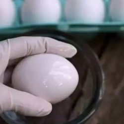 Ovos: truque para preservar por um ano ou mais e sem prejudicar a sua saúde