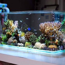 O que levar em conta na hora de escolher o modelo de aquário ideal