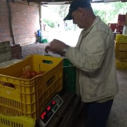 Família Strapazzon contabiliza perdas de 50% da produção de tomates