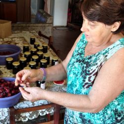 Agricultora de Faria Lemos inicia nova fonte de renda com cultivo de hibiscos