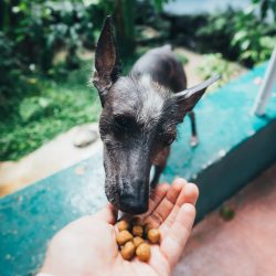 Alimentação canina: quanto e quantas vezes por dia o pet deve comer?