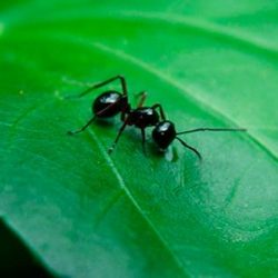Como acabar com as formigas em casa e na horta