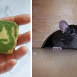Como deixar os ratos longe da sua casa sem usar perigosos produtos químicos