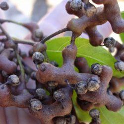 Uva japonesa ainda encontrada na serra gaúcha: sabor exótico com saúde