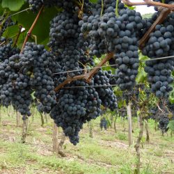 Embrapa amplia zoneamento agrícola de Risco Climático da uva