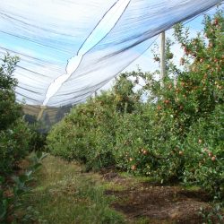 Embrapa  apresenta técnicas de cultivo de macieiras sob telas antigranizo