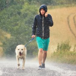 Banho de chuva: posso deixar o pet se divertir na chuva?