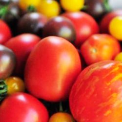Amadureça os tomates em pouco tempo