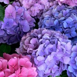Como mudar as cores das hortênsias do seu jardim para a próxima florada