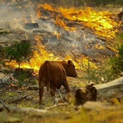 Como o mundo vê o aumento dos incêndios florestais na Amazônia e as declarações de Bolsonaro sobre essa questão