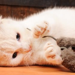 4 dicas incríveis de brinquedos para o seu gato