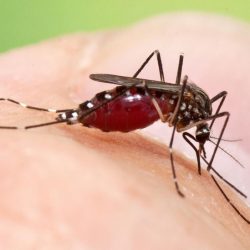 Amido de milho e tomilho combatem larvas de Aedes aegypti