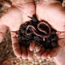 A importância da minhoca para a saúde do solo