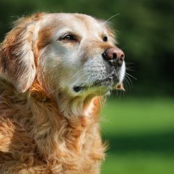 Cuidados especiais para cães idosos