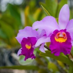 Salve as suas orquídeas com esta UTI prática