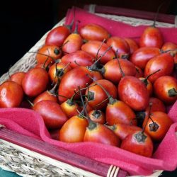 Tamarilho ou tomate-maracujá: saiba como plantar esta árvore de fruto