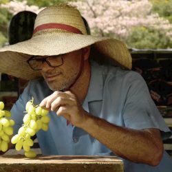 Sucesso da uva sem semente da Embrapa supera a importada