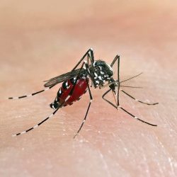 5 tipos de armadilha para mosquito