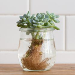 Verde e vidro: combinação perfeita para trazer o frescor para dentro de sua casa