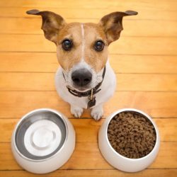 Quanto deve comer um cachorro?