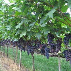 Adaptação do cultivo protegido das uvas de mesa sem sementes BRS Vitória e BRS Isis na Serra Gaúcha