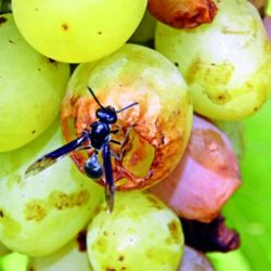 Embrapa recomenda atenção com a alta incidência da mosca-das-frutas