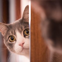 Saiba se o apego dos gatos é pelo dono ou pela casa em que vivem