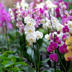 Fertilização de orquídeas