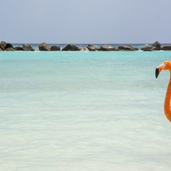 Vinícola Aurora lança promoção “Se Joga em Curaçao”