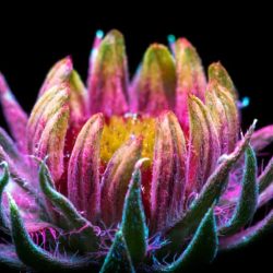 Fotos com radiação UV capturam as luzes invisíveis que as flores emitem