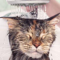 Todos os gatos precisam de banho?