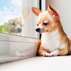 6 soluções para sanar a ansiedade dos cães quando eles ficam sozinhos