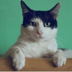 Bigodes e miados: 4 dicas para entender o comportamento dos gatos