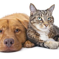 Como adaptar  cão e gato na  mesma casa
