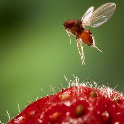 Estudo consegue reduzir impacto de mosca na plantação de morango