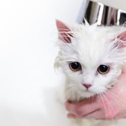 Gato toma banho?  Descubra mais sobre a higiene dos bichanos!